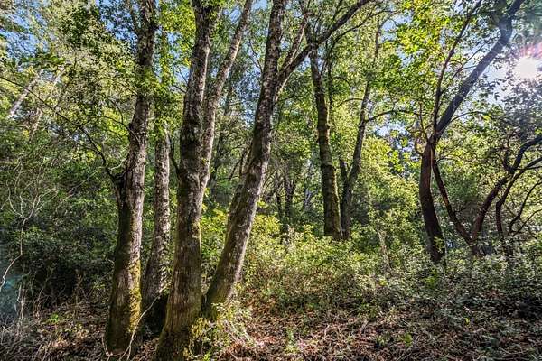 0.17 Acres of Residential Land for Sale in Felton, California