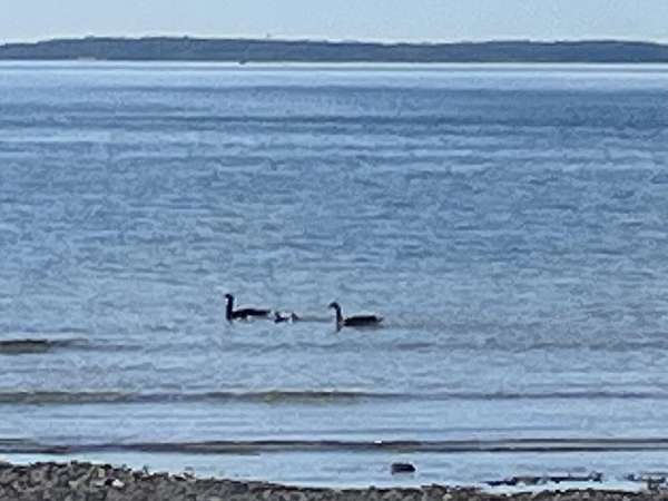 3 Acres of Residential Land with Home for Sale in Bois Blanc Township, Michigan