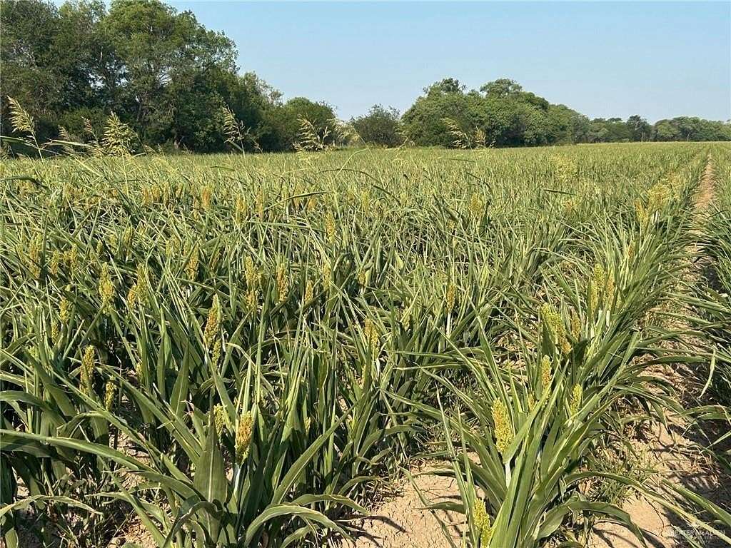 445 Acres of Agricultural Land for Sale in Penitas, Texas
