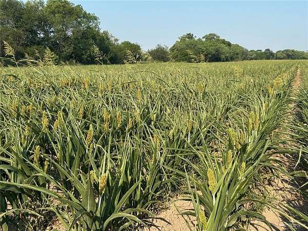 445 Acres of Agricultural Land for Sale in La Joya, Texas