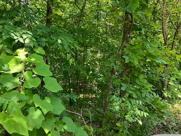 10 Acres of Recreational Land & Farm for Sale in Mammoth Spring, Arkansas