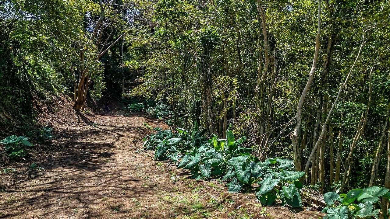 0.5 Acres of Residential Land for Sale in Haʻikū, Hawaii