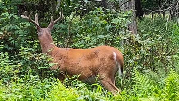 0.27 Acres of Residential Land for Sale in East Stroudsburg, Pennsylvania