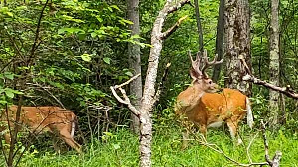 0.38 Acres of Residential Land for Sale in Pocono Summit, Pennsylvania