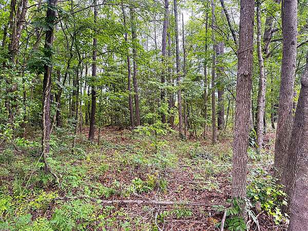 3.88 Acres of Recreational Land for Sale in Abbeville, South Carolina