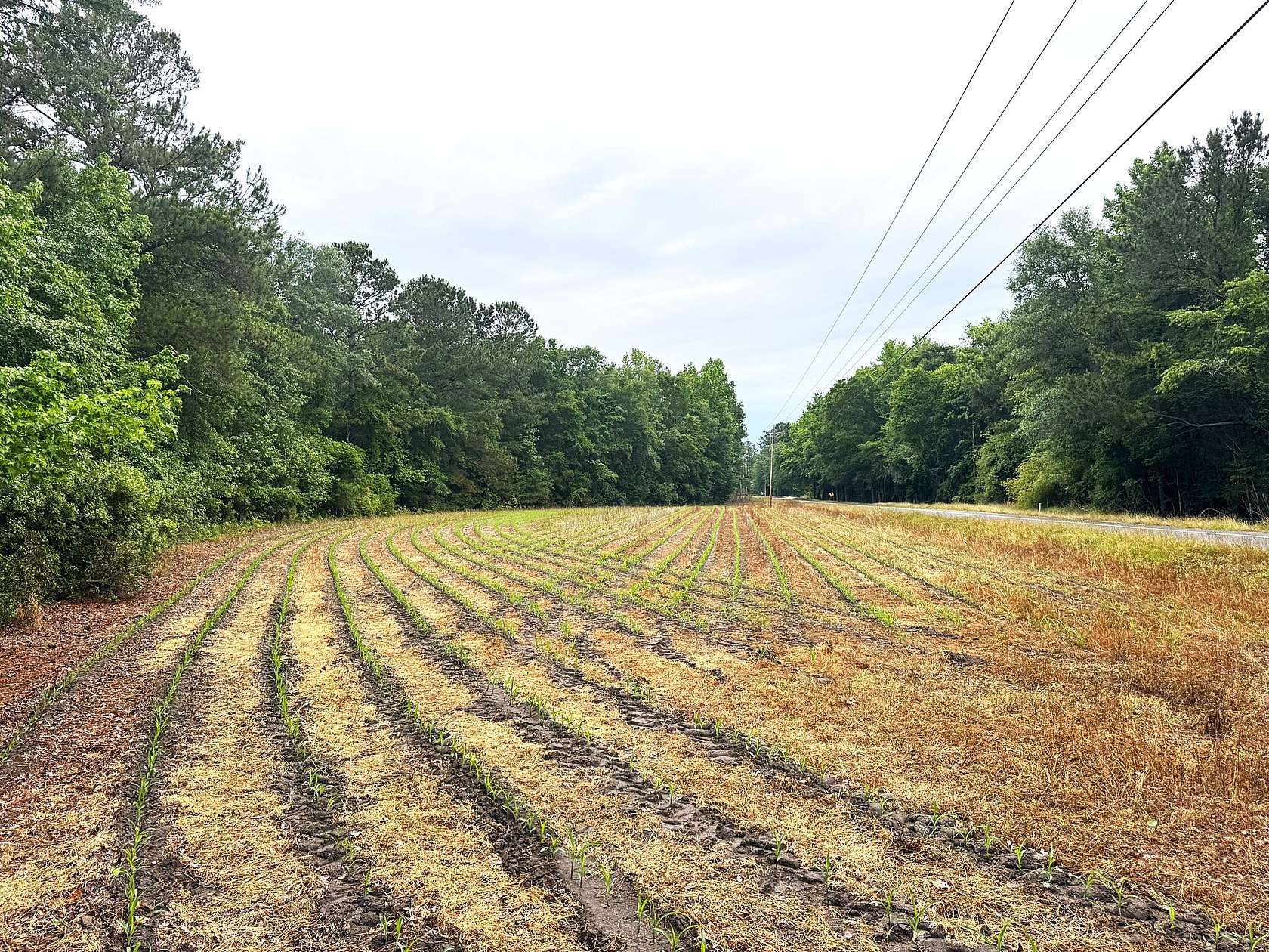 3 Acres of Recreational Land for Sale in St. George, South Carolina