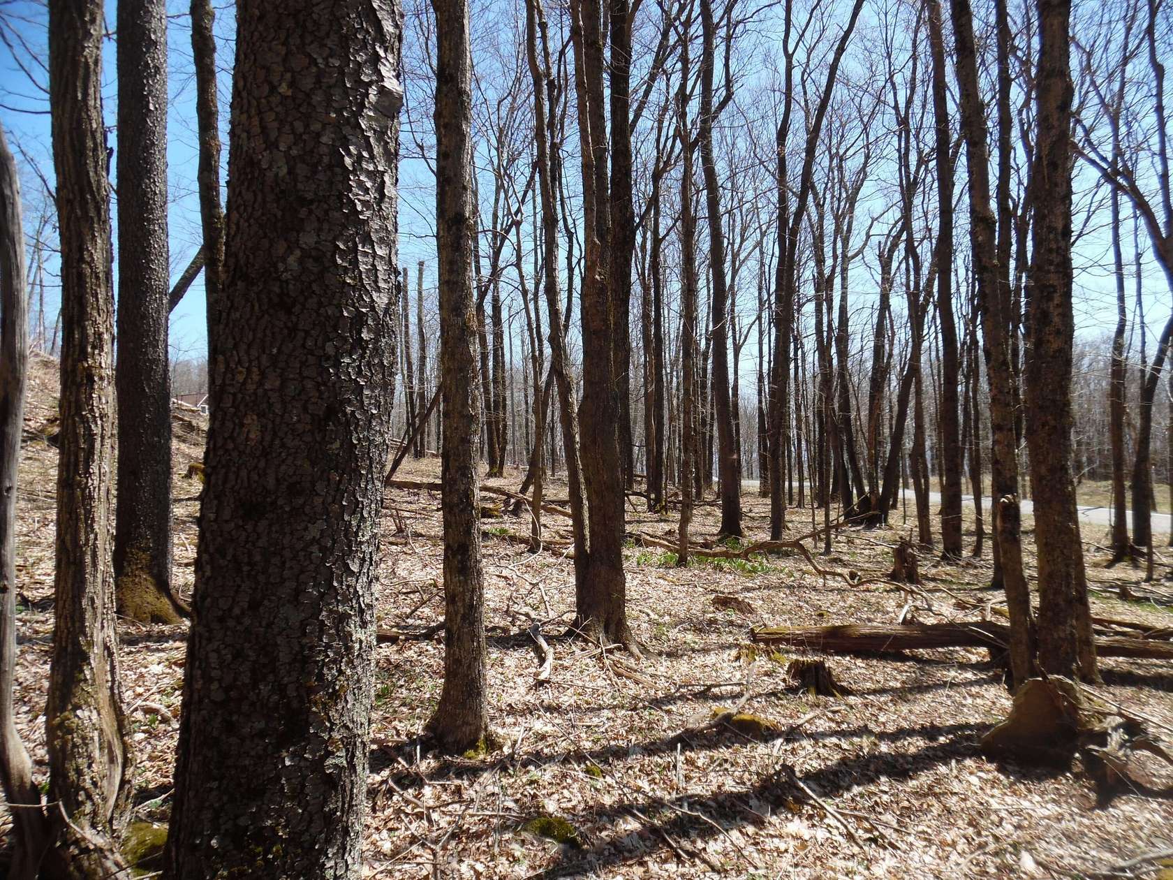 4 Acres of Land for Sale in Slaty Fork, West Virginia