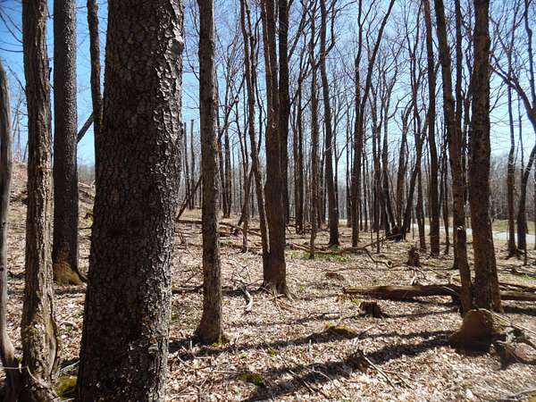 4 Acres of Land for Sale in Slaty Fork, West Virginia