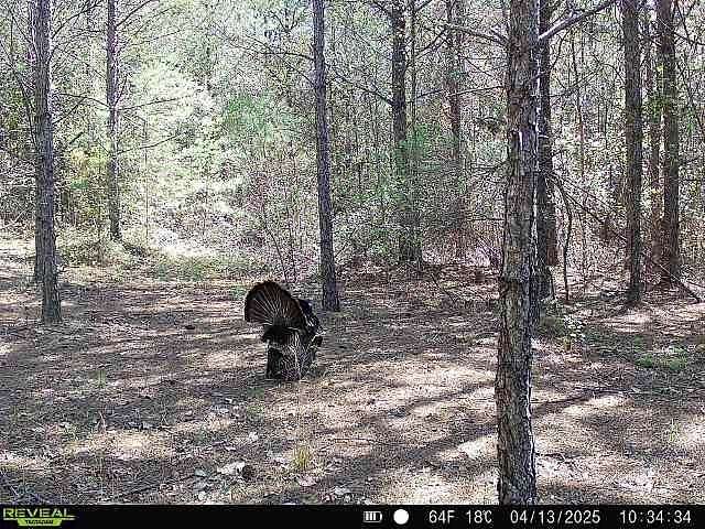 50 Acres of Recreational Land for Sale in Lynn, Alabama