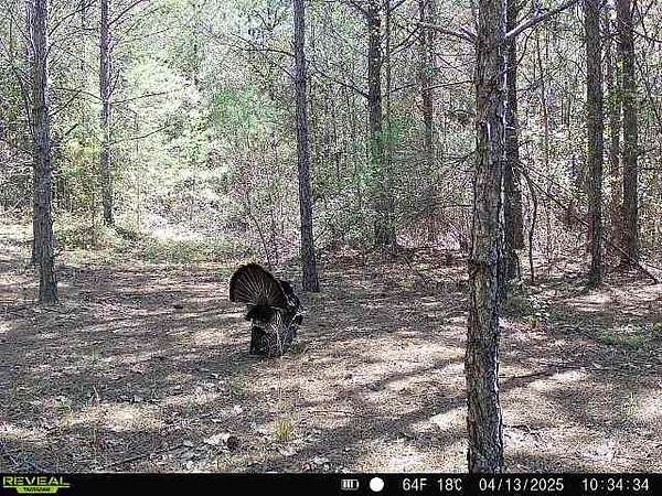 50 Acres of Recreational Land for Sale in Lynn, Alabama