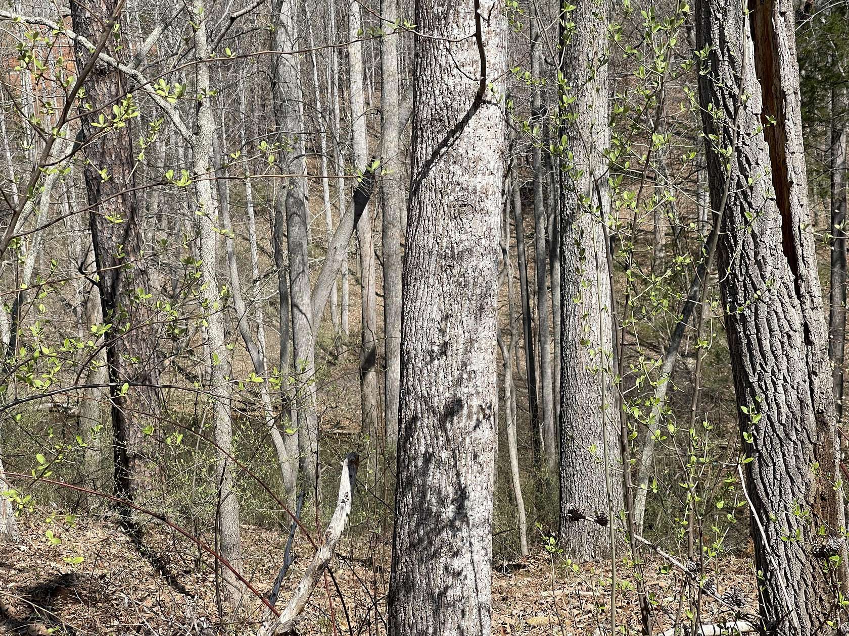 0.52 Acres of Residential Land for Sale in Moneta, Virginia