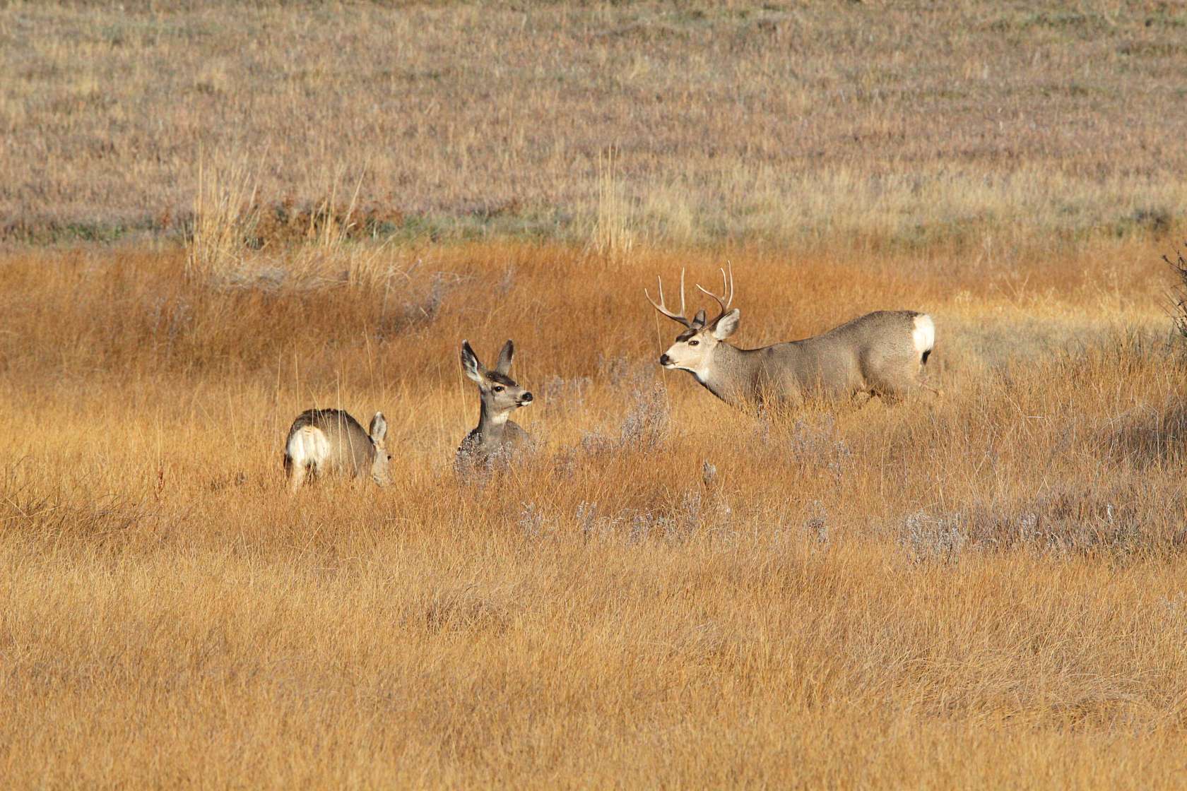 79 Acres of Recreational Land for Sale in Craig, Colorado
