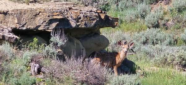 79 Acres of Recreational Land for Sale in Craig, Colorado
