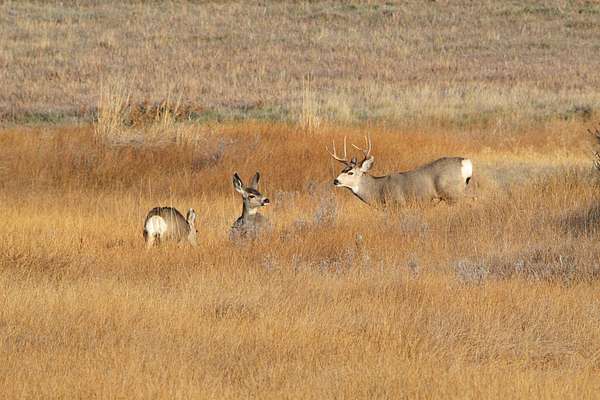 79 Acres of Recreational Land for Sale in Craig, Colorado