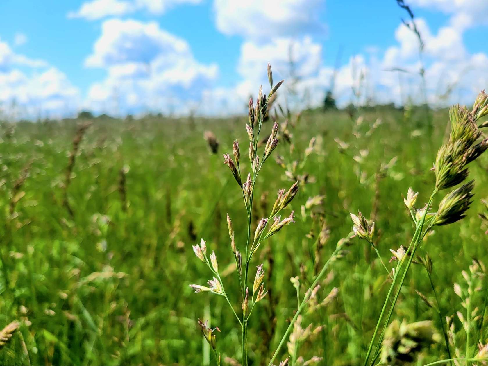 120 Acres of Land for Sale in Strafford, Missouri