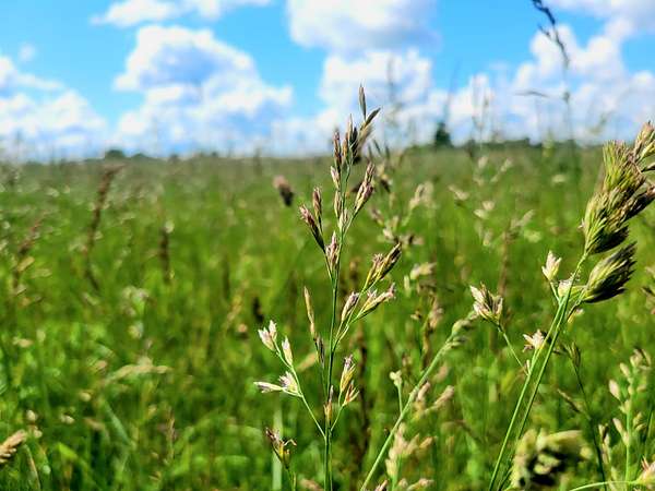 120 Acres of Land for Sale in Strafford, Missouri