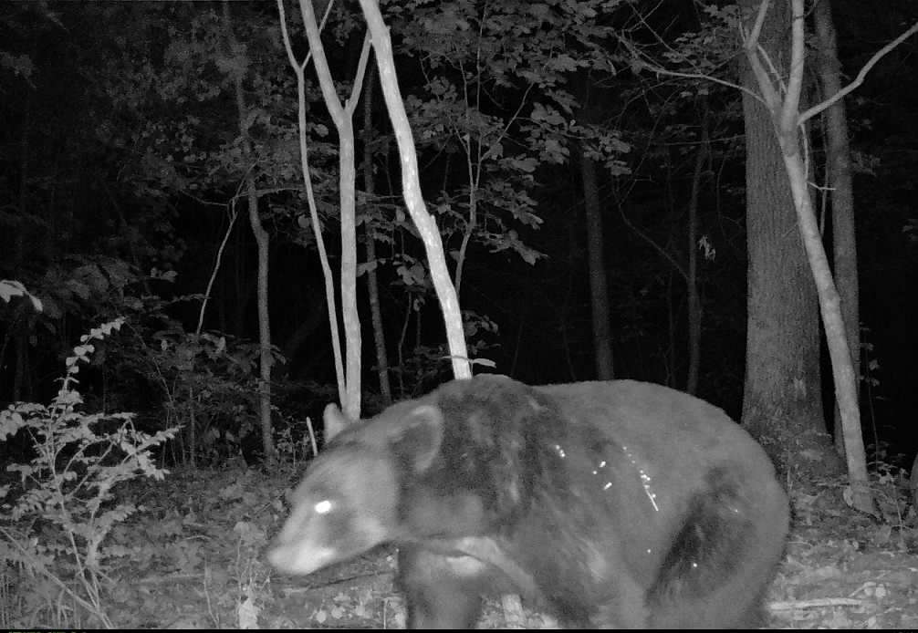 106 Acres of Land for Sale in West Fork, Arkansas