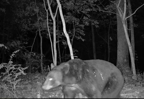 106 Acres of Land for Sale in West Fork, Arkansas