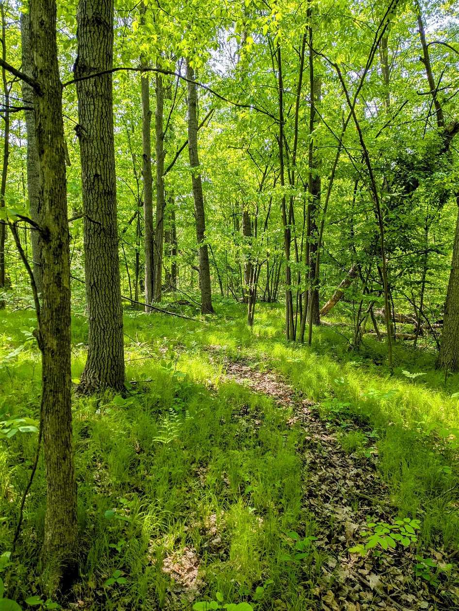 0.66 Acres of Residential Land for Sale in Beaverton, Michigan