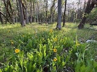 3.32 Acres of Residential Land for Sale in Rogue River, Oregon