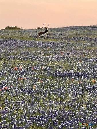 286 Acres of Recreational Land with Home for Sale in Purmela, Texas