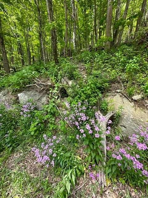 23.3 Acres of Recreational Land for Sale in Mouth of Wilson, Virginia