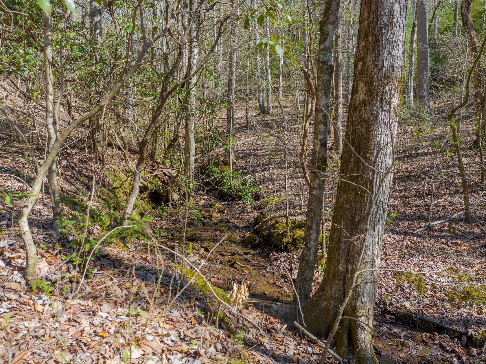 41.5 Acres of Recreational Land for Sale in Murphy, North Carolina