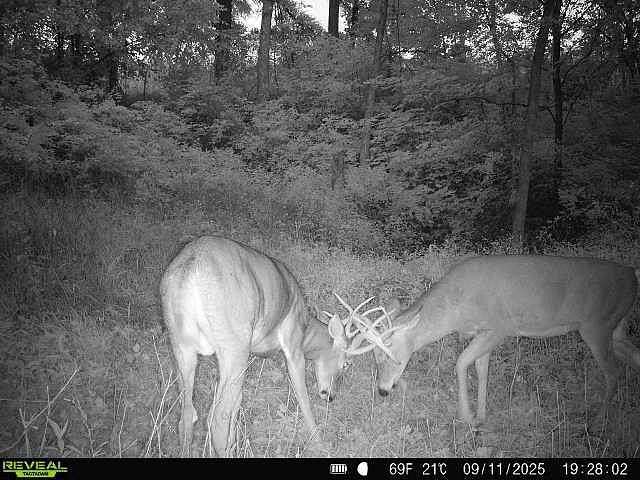 40.3 Acres of Recreational Land & Farm for Sale in Richland Center, Wisconsin