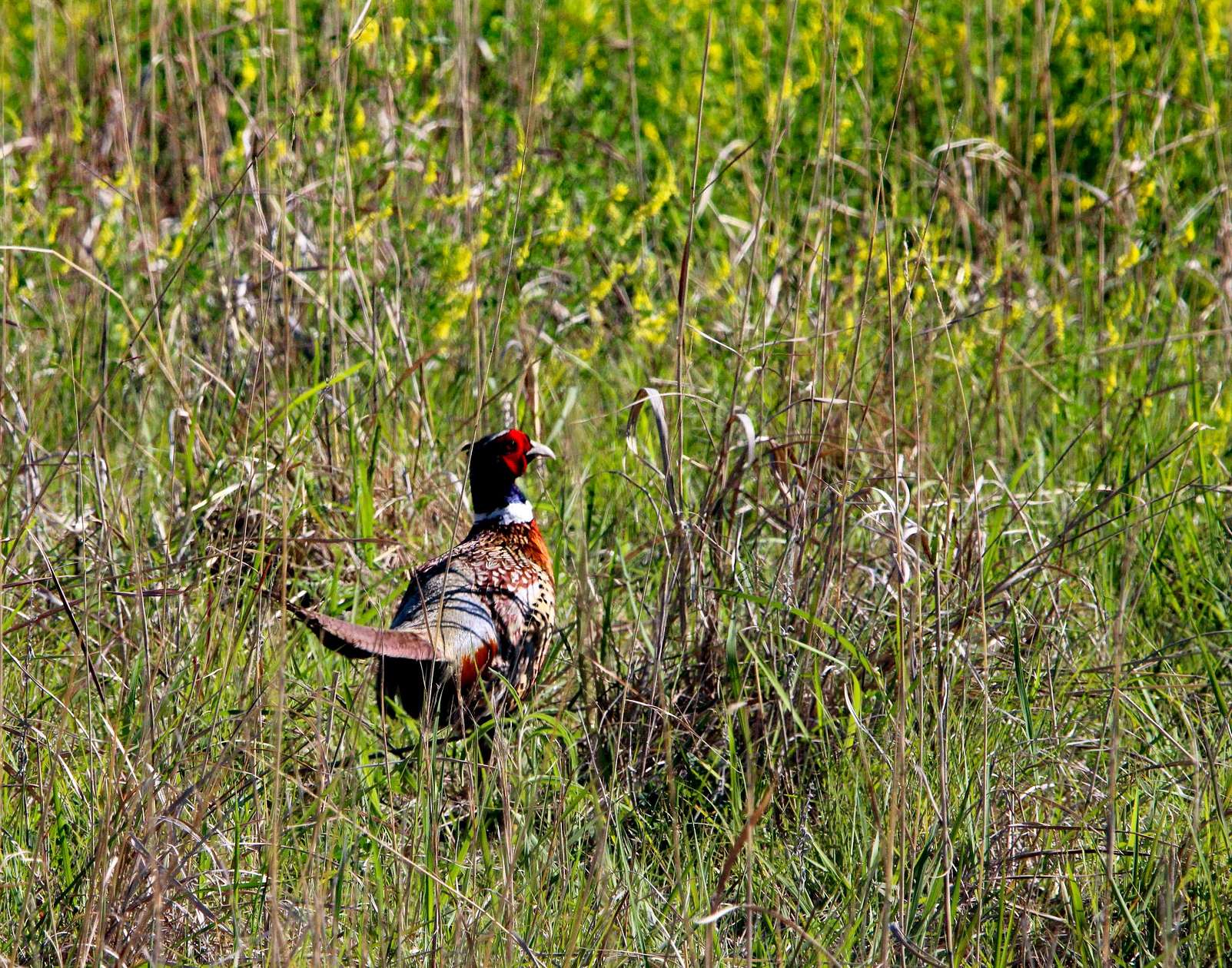 319 Acres of Recreational Land & Farm for Sale in Palco, Kansas