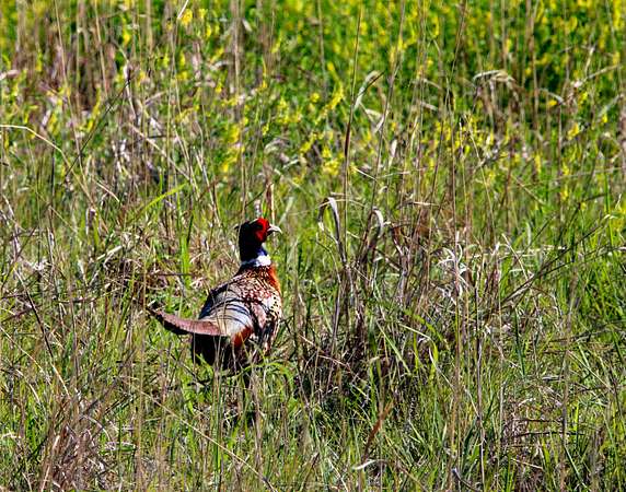319 Acres of Recreational Land & Farm for Sale in Palco, Kansas