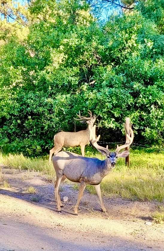 2,880 Acres of Improved Recreational Land for Sale in Chama, New Mexico