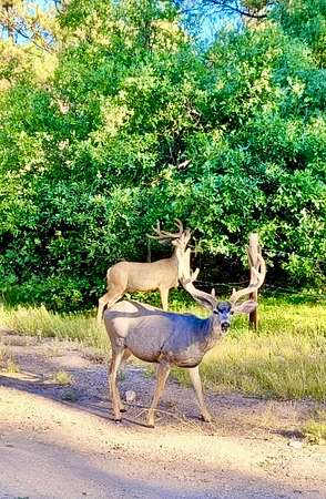 2,880 Acres of Improved Recreational Land for Sale in Chama, New Mexico