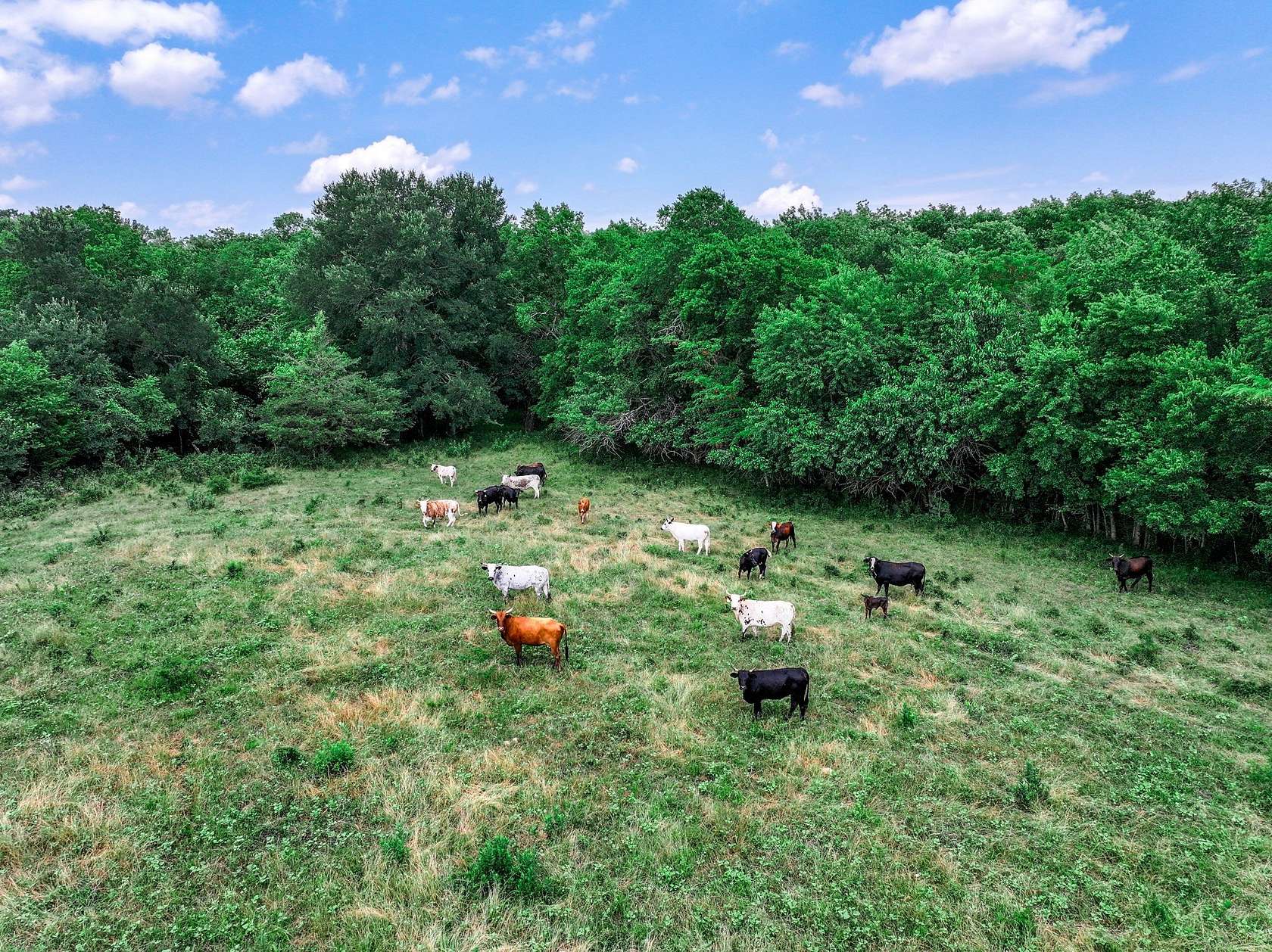 66.7 Acres of Land for Sale in Commerce, Texas