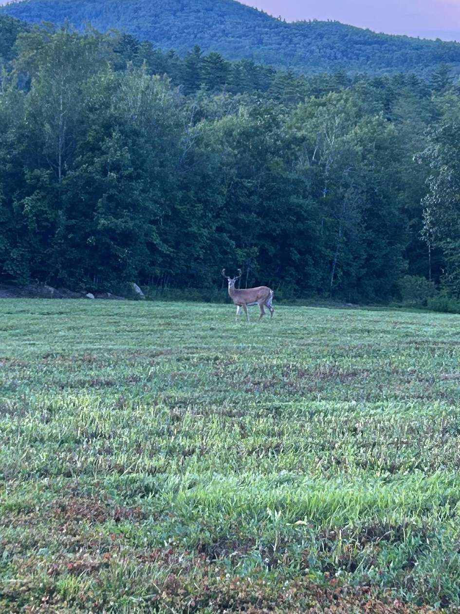 101 Acres of Recreational Land for Sale in Webster, New Hampshire