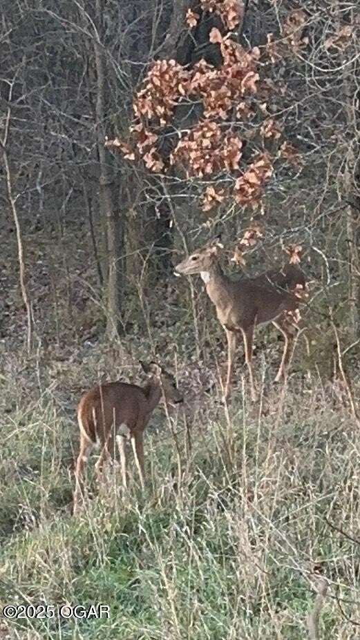 60 Acres of Recreational Land for Sale in Stotts City, Missouri