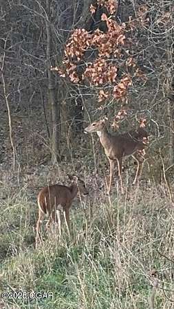 60 Acres of Recreational Land for Sale in Stotts City, Missouri