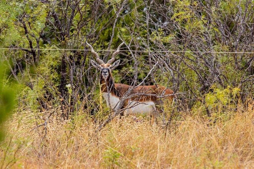 40 Acres of Land for Sale in Hamilton, Texas
