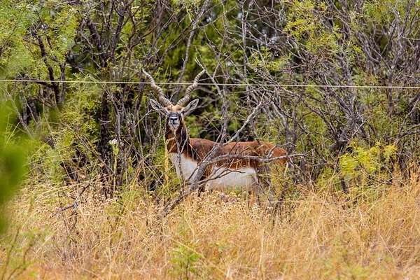 40 Acres of Land for Sale in Hamilton, Texas