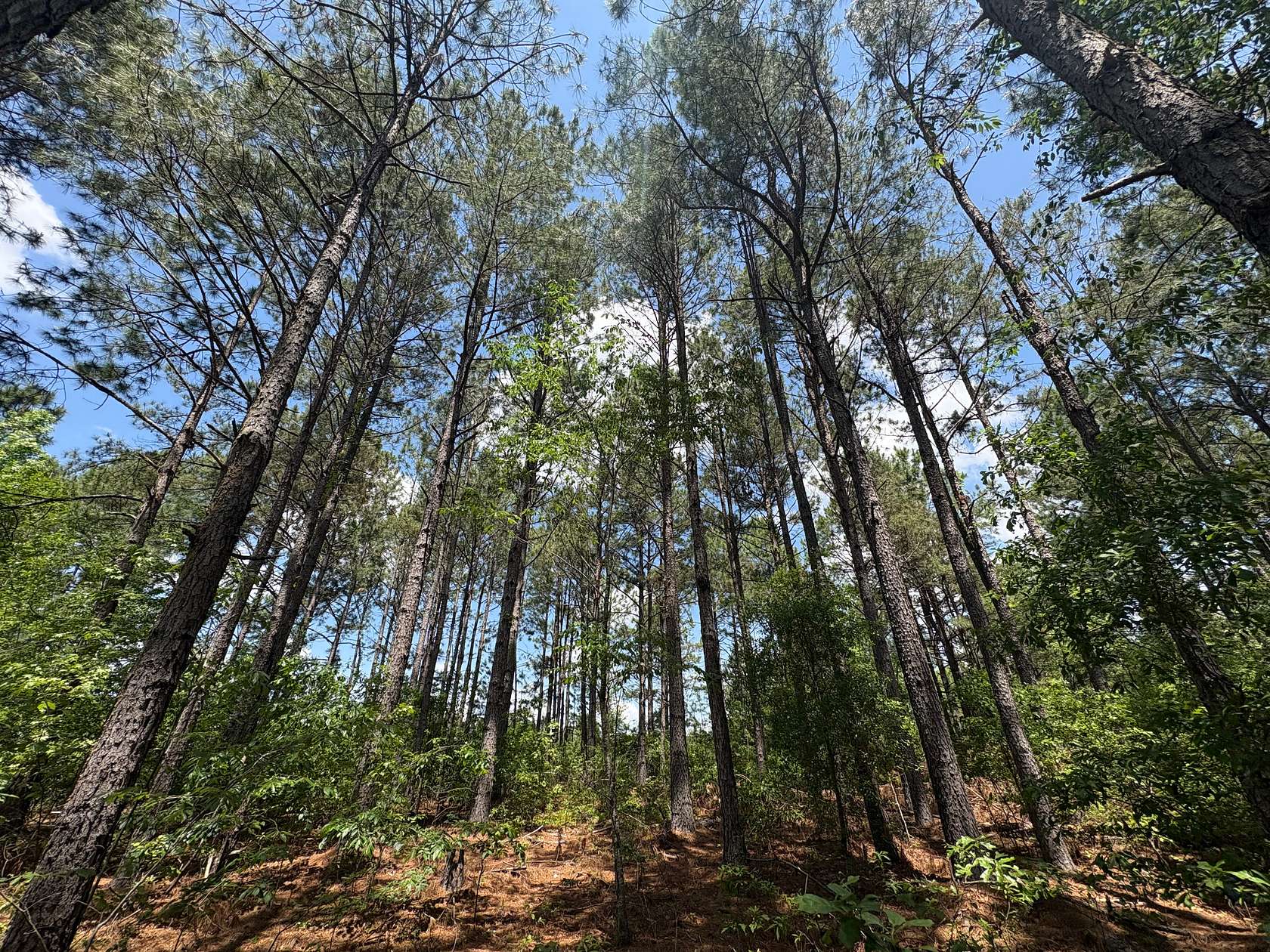 21.8 Acres of Land for Sale in Sylvania, Georgia