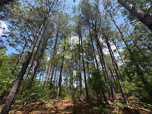 21.8 Acres of Land for Sale in Sylvania, Georgia