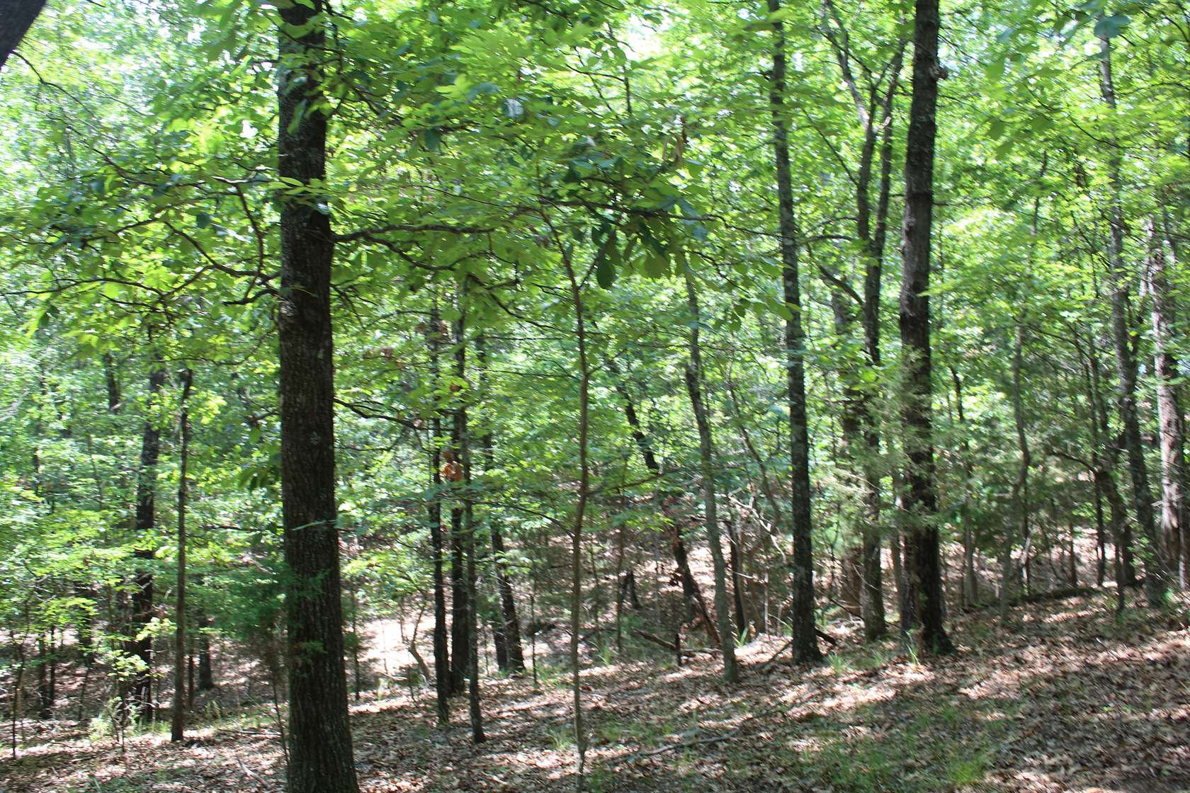 0.22 Acres of Residential Land for Sale in Theodosia, Missouri
