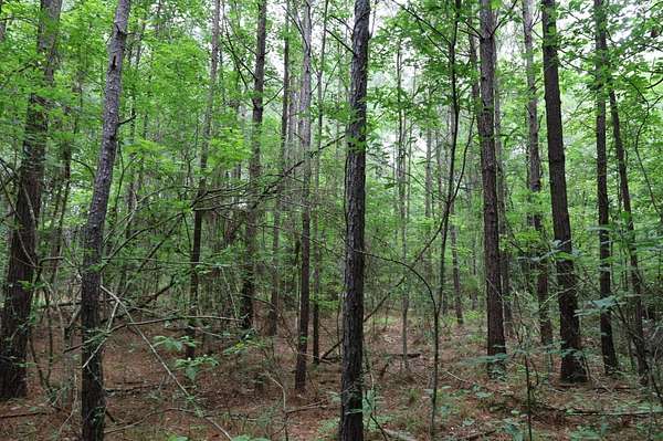 30 Acres of Recreational Land for Sale in Olla, Louisiana