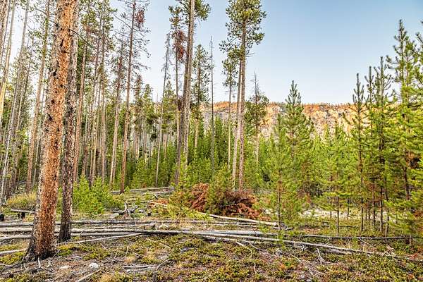 5 Acres of Residential Land for Sale in Anaconda, Montana