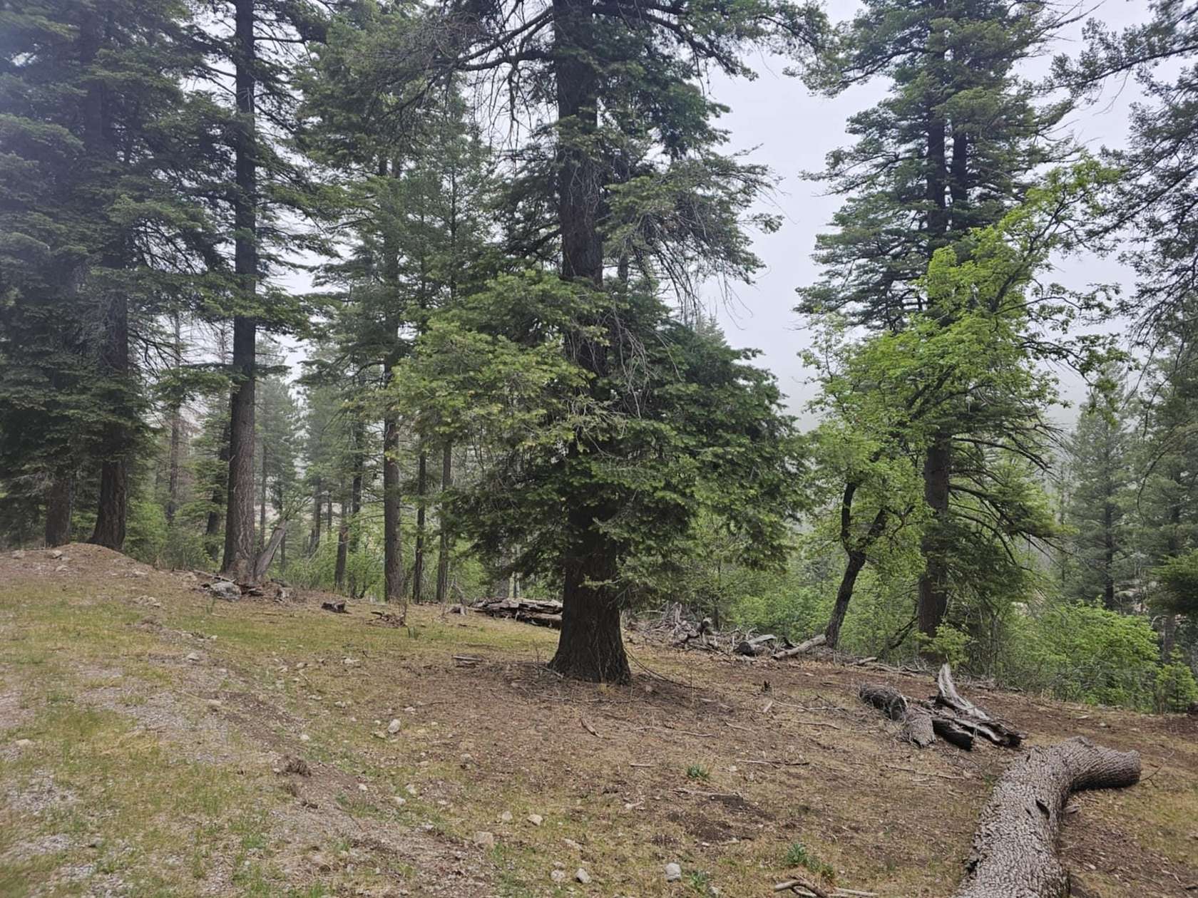 1 Acre of Residential Land for Sale in Cloudcroft, New Mexico