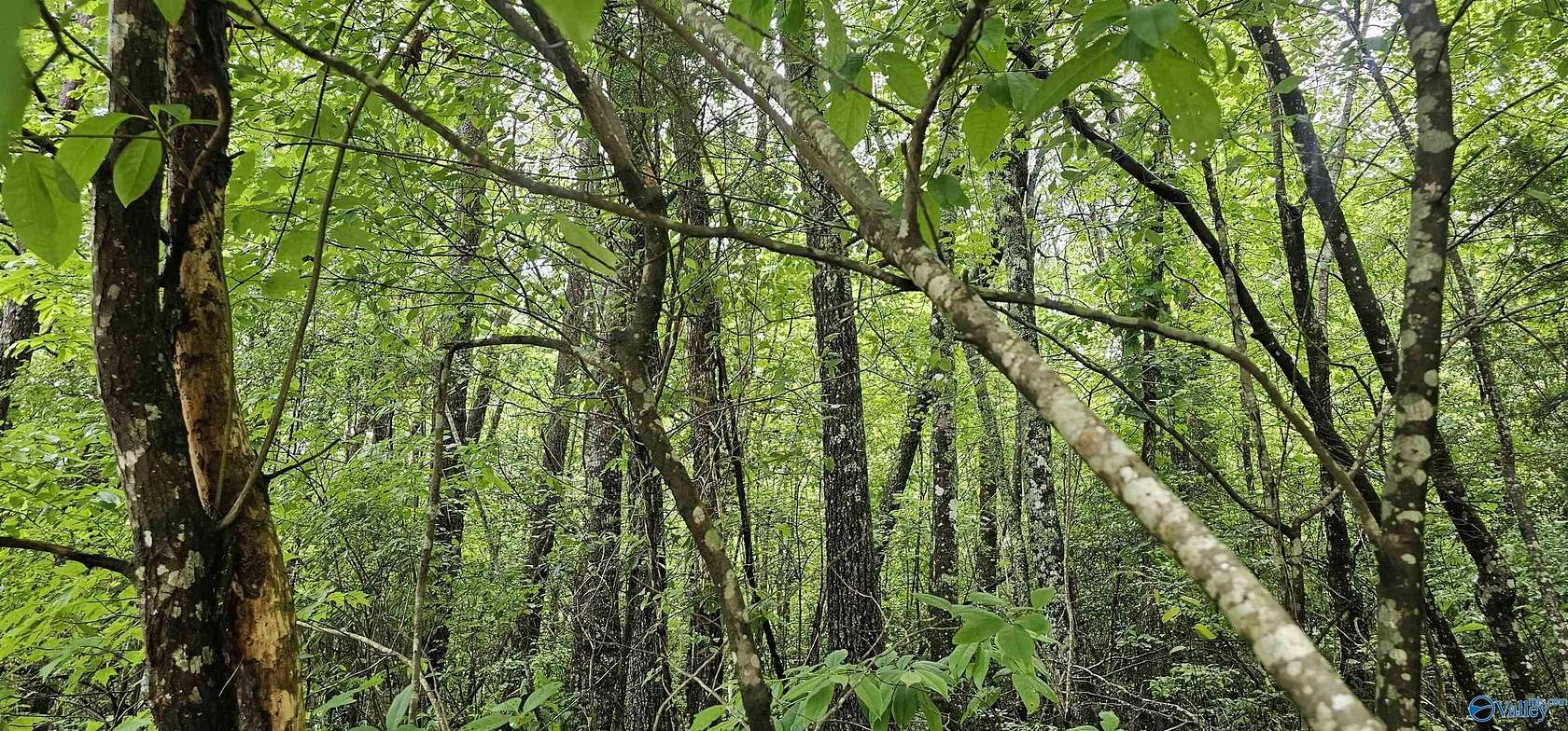 3 Acres of Residential Land for Sale in Mentone, Alabama