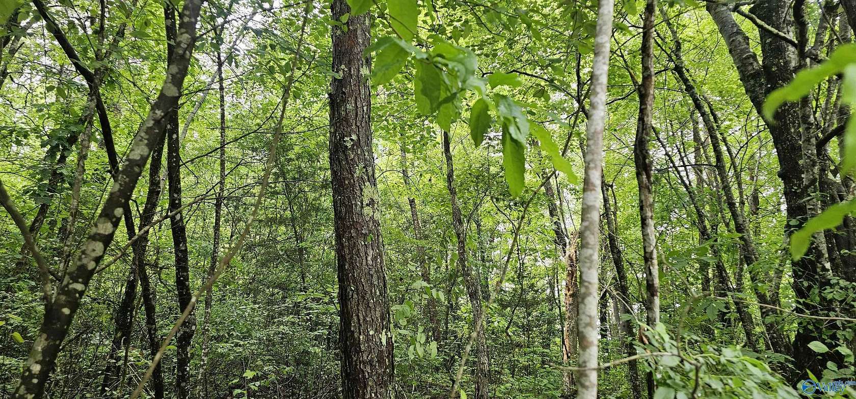 3 Acres of Land for Sale in Mentone, Alabama