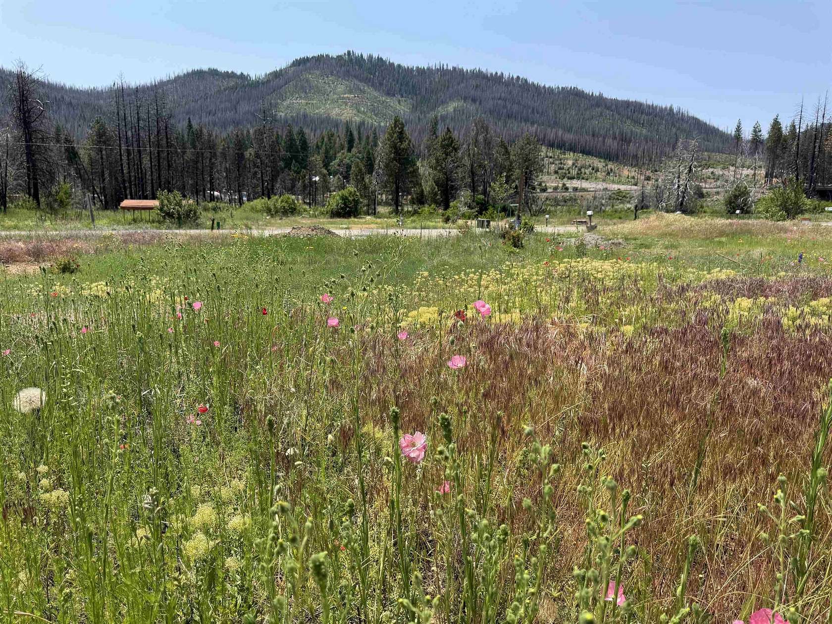 0.15 Acres of Residential Land for Sale in Greenville, California