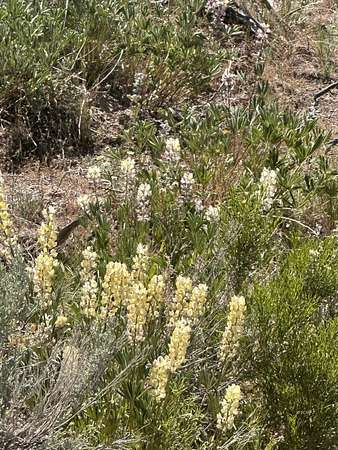 10 Acres of Residential Land for Sale in Montello, Nevada