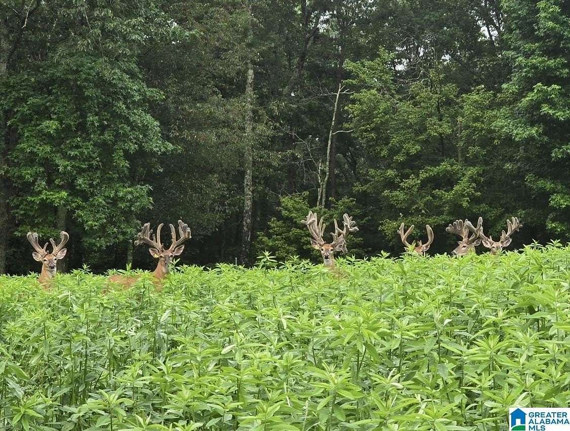 831 Acres of Land for Sale in Hayden, Alabama