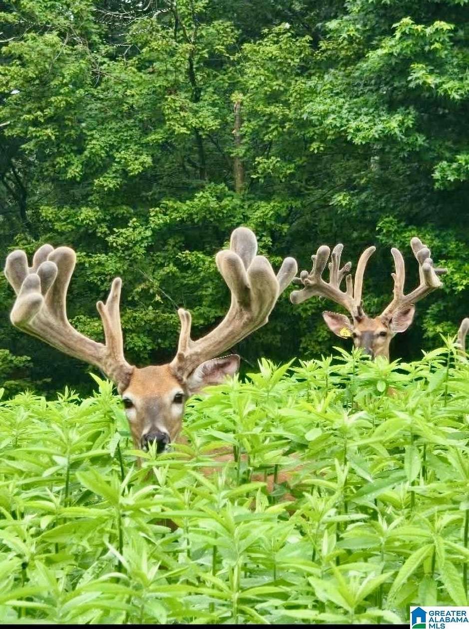 659 Acres of Land for Sale in Hayden, Alabama